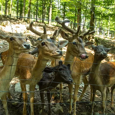 Apartment Japlenski *