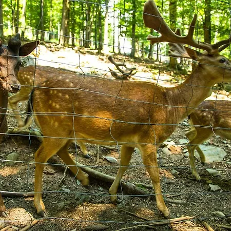 Japlenski Apartment Delnice