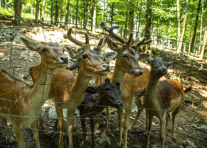 Appartamento Japlenski *