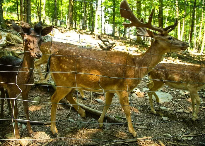 Japlenski Appartamento Delnice